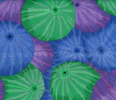 PJ100blue